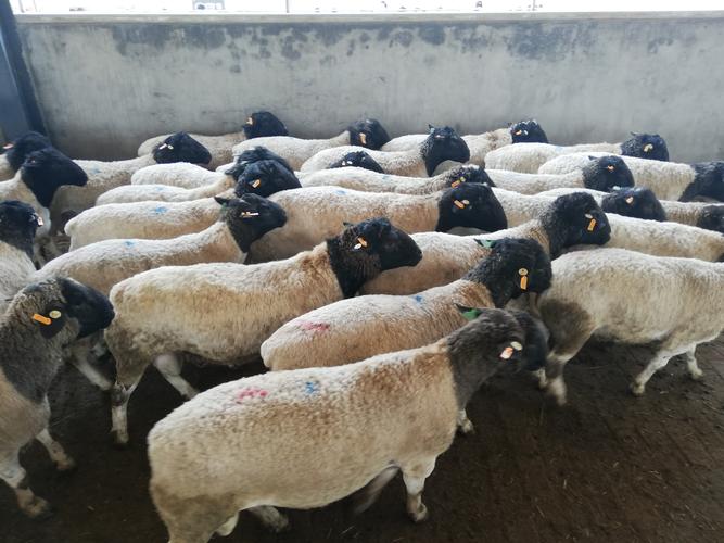 绵羊养殖中,杜泊羊,澳洲白,萨福克,小尾寒羊,湖羊,如何选择