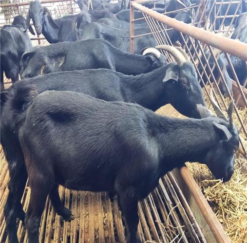 贵州努比亚黑山羊价格努比亚 黑山羊羊苗养殖场隆发牧业