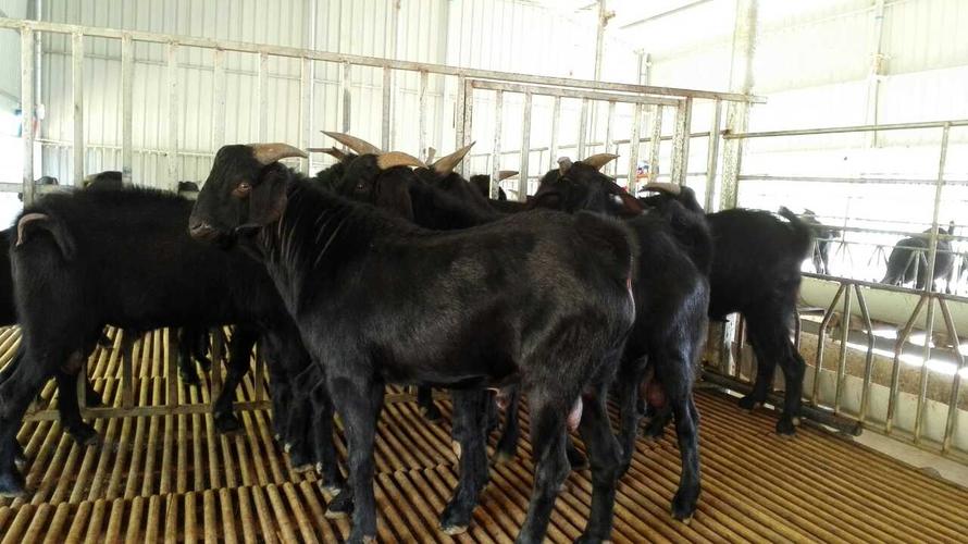 以上就是努比亚黑山羊厂家批发,黑山羊肉羊养殖,柳州黑山羊肉羊,南宁