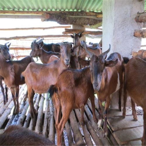 黄山羊养殖批发 纯种黄山羊羊羔 繁殖率强 黄山羊种羊 包运输