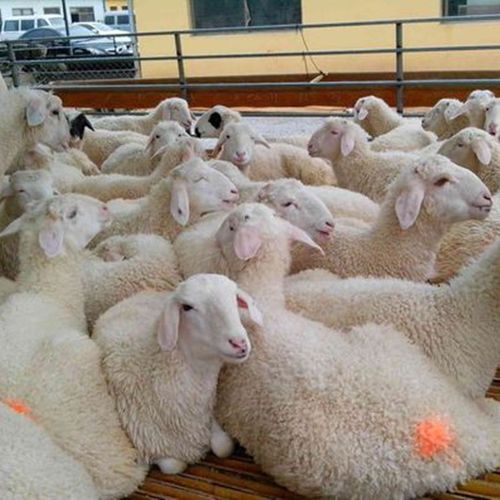 广西清远哪里有卖山羊的 小尾寒羊可以在南方饲养吗多少钱一只