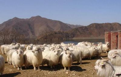中国农业大学张微教授主持的《绒山羊营养需要量》标准发布