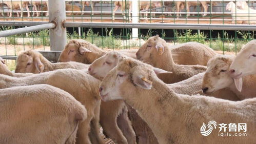 云端买卖羊 养殖过程可追溯 东营利津运用信息技术助推肉羊发展