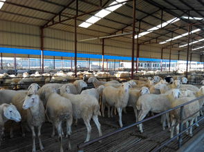 杜波羊羊图片 高清图 细节图 山东新四方养殖场 个体经营 