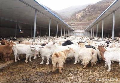 小尾寒羊的养殖:如何进行日常的饲养工作