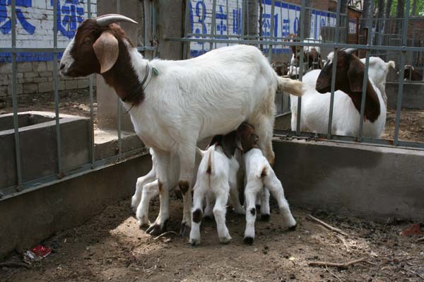 肉羊养殖品种 高腿小尾寒羊小公羊小母羊 小尾寒羊散养圈养快技术