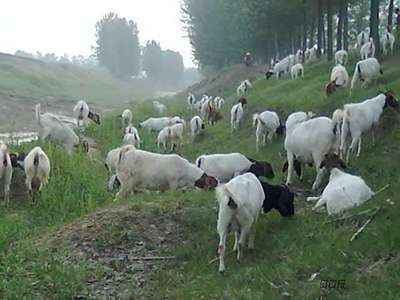秋季育肥肉羊有要求,养羊人该如何抓紧羊长膘?