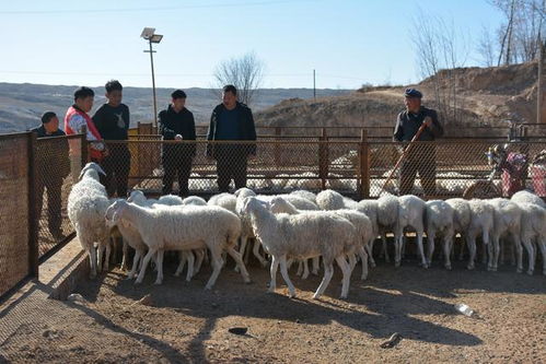 神木 牛羊养殖齐推进 增量提质产业旺