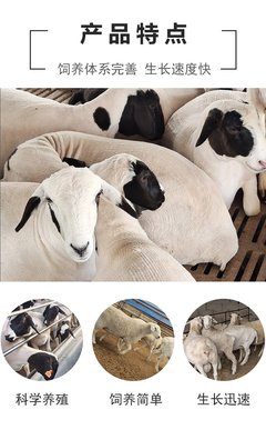 改良小尾寒羊肉羊 成年短毛种羊 圈养繁殖小羊羔